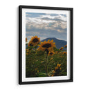 Campo de Girasoles 1 - moraviorato | Cuadro decorativo de Canvas Lab