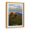 Campo de Girasoles 1 - moraviorato | Cuadro decorativo de Canvas Lab