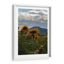 Campo de Girasoles 1 - moraviorato | Cuadro decorativo de Canvas Lab