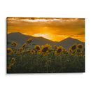 campo de girasoles 2 - moraviorato | Cuadro decorativo de Canvas Lab