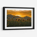 campo de girasoles 2 - moraviorato | Cuadro decorativo de Canvas Lab