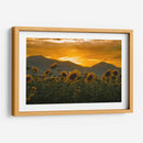 campo de girasoles 2 - moraviorato | Cuadro decorativo de Canvas Lab
