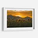 campo de girasoles 2 - moraviorato | Cuadro decorativo de Canvas Lab
