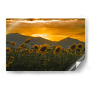 campo de girasoles 2 - moraviorato | Cuadro decorativo de Canvas Lab