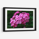 Florecer Rosa - Der Adler | Cuadro decorativo de Canvas Lab