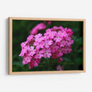 Florecer Rosa - Der Adler | Cuadro decorativo de Canvas Lab