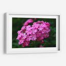 Florecer Rosa - Der Adler | Cuadro decorativo de Canvas Lab