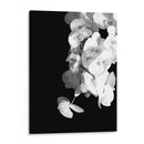 Orquídeas en blanco y negro - Alemi | Cuadro decorativo de Canvas Lab