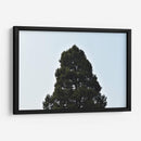 El Gran Pino, México - Luis Velasco | Cuadro decorativo de Canvas Lab