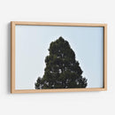 El Gran Pino, México - Luis Velasco | Cuadro decorativo de Canvas Lab