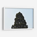 El Gran Pino, México - Luis Velasco | Cuadro decorativo de Canvas Lab