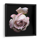 Dropped Flower #1 - Mr EEM