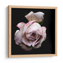 Dropped Flower #1 - Mr EEM