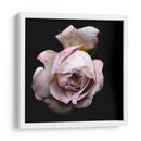 Dropped Flower #1 - Mr EEM