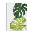 Monstera  - Blanca Aurora | Cuadro decorativo de Canvas Lab