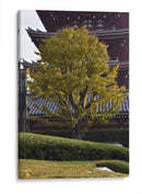 Gran Árbol, Tokio, Japón - Luis Velasco | Cuadro decorativo de Canvas Lab