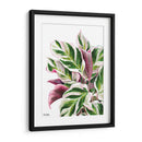 Calathea White Fusion - Blanca Aurora | Cuadro decorativo de Canvas Lab