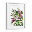 Calathea White Fusion - Blanca Aurora | Cuadro decorativo de Canvas Lab