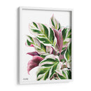 Calathea White Fusion - Blanca Aurora | Cuadro decorativo de Canvas Lab