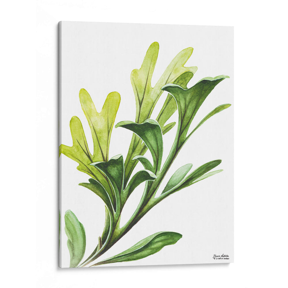 Helecho cuerno de alce - Blanca Aurora | Cuadro decorativo de Canvas Lab
