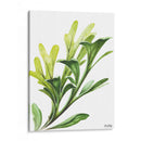 Helecho cuerno de alce - Blanca Aurora | Cuadro decorativo de Canvas Lab