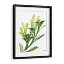 Helecho cuerno de alce - Blanca Aurora | Cuadro decorativo de Canvas Lab