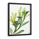 Helecho cuerno de alce - Blanca Aurora | Cuadro decorativo de Canvas Lab