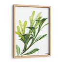 Helecho cuerno de alce - Blanca Aurora | Cuadro decorativo de Canvas Lab