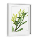 Helecho cuerno de alce - Blanca Aurora | Cuadro decorativo de Canvas Lab