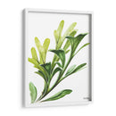 Helecho cuerno de alce - Blanca Aurora | Cuadro decorativo de Canvas Lab