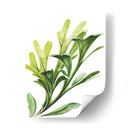 Helecho cuerno de alce - Blanca Aurora | Cuadro decorativo de Canvas Lab