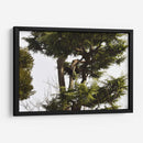 Ramas de Árbol, Tokio, Japón - Luis Velasco | Cuadro decorativo de Canvas Lab