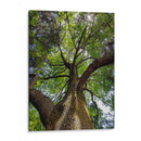 Corteza y Sol - Bernardo Miranda | Cuadro decorativo de Canvas Lab