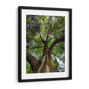 Corteza y Sol - Bernardo Miranda | Cuadro decorativo de Canvas Lab