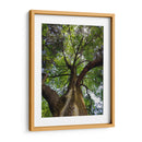 Corteza y Sol - Bernardo Miranda | Cuadro decorativo de Canvas Lab