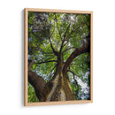 Corteza y Sol - Bernardo Miranda | Cuadro decorativo de Canvas Lab