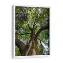 Corteza y Sol - Bernardo Miranda | Cuadro decorativo de Canvas Lab