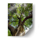 Corteza y Sol - Bernardo Miranda | Cuadro decorativo de Canvas Lab