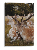 Venados descansando | Cuadro decorativo de Canvas Lab