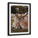 Venados descansando | Cuadro decorativo de Canvas Lab