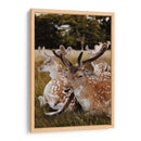 Venados descansando | Cuadro decorativo de Canvas Lab