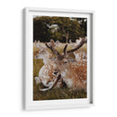 Venados descansando | Cuadro decorativo de Canvas Lab