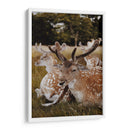 Venados descansando | Cuadro decorativo de Canvas Lab