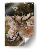 Venados descansando | Cuadro decorativo de Canvas Lab