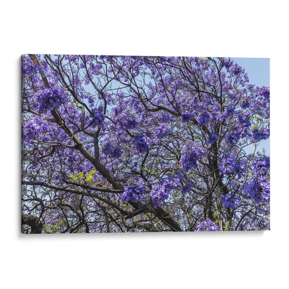 Flores Violetas - Bernardo Miranda | Cuadro decorativo de Canvas Lab