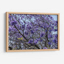 Flores Violetas - Bernardo Miranda | Cuadro decorativo de Canvas Lab