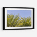 Palmas al Sol - Bernardo Miranda | Cuadro decorativo de Canvas Lab