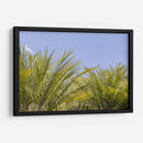 Palmas al Sol - Bernardo Miranda | Cuadro decorativo de Canvas Lab