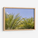 Palmas al Sol - Bernardo Miranda | Cuadro decorativo de Canvas Lab