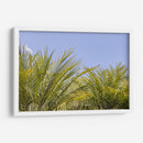 Palmas al Sol - Bernardo Miranda | Cuadro decorativo de Canvas Lab
